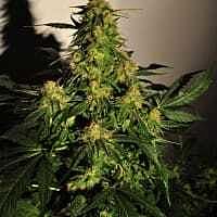 Reeferman Seeds Golden Temple Kush Regular