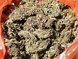 The Real Seed Company Golden Triangle Akka Regular