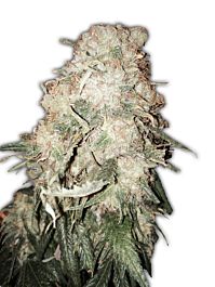 Heavyweight Seeds Gold Mine Feminized