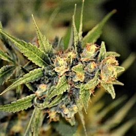 Norstar Genetics Goo-Che Regular