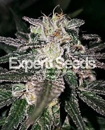 Expert Seeds Gorilla x Cookies Feminized