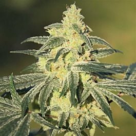 Feminized Seeds GG Feminized