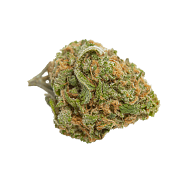 Top Shelf Elite Gorillagasm Feminized