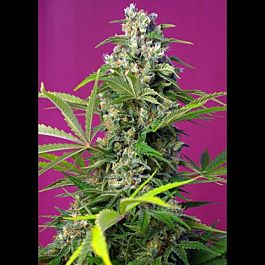 Sweet Seeds Gorilla Girl Feminized