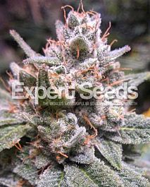 Expert Seeds Expert GG 4 Auto Feminized