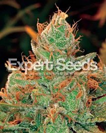 Expert Seeds Gorilla Lilly Feminized