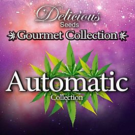 Delicious Gourmet Auto Collection #1 Feminized
