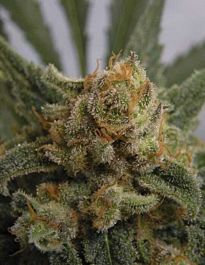 Ripper Seeds Grapegum Feminized
