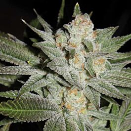 Gage Green Seeds Grape Puff Regular