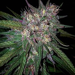 Grand Daddy Purp Genetics Larry Berry Regular