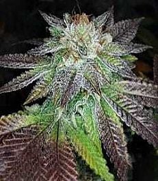 Grand Daddy Purp Genetics Purple Valley OG Regular