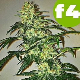 ROOR Seeds Grand OG F4 Feminized