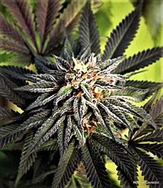 Norstar Genetics Grand Poohbah Regular