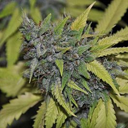 Pheno Finder Seeds Grandaddy Confidential Feminized