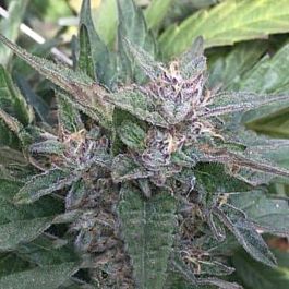 Purple Caper Seeds Grandaddy OG Regular