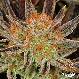 Flavour Chasers Grand Daddy Banner (GDB) Feminized