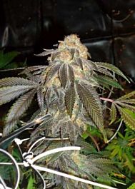 Connoisseur Genetics Seedbank Grand Doggy Purps Feminised Seed