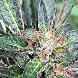 Grand Daddy Purp Genetics Grandpa Larry Regular