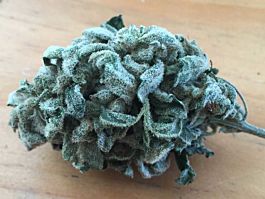 Mephisto Genetics Grape Crinkle Auto Feminised Seeds (Artisanal Automatics)