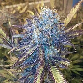 Moxie Seeds Grape Kush Feminized