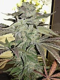 Hazeman Seeds Grape 13 Regular