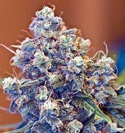 Apothecary Genetics Grape Skunk Regular