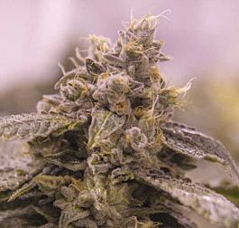 Moxie Seeds Grape Valley Kush Feminized