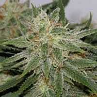 Reeferman Seeds Grapefruit Feminised