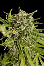 Dinafem Sweet Deep Grapefruit Feminised