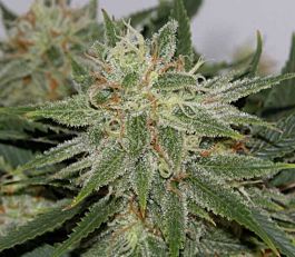 BC Bud Depot PampleMousse Regular