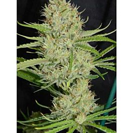 Cannaventure Seeds Chameleon Mix Regular