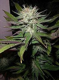 Next Generation Gold Seal Grapefruit Diesel Regular
