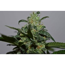 Lineage Genetics Grapefruit Feminized
