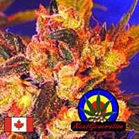 Next Generation Grapefruit Haze Regular