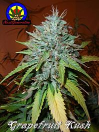 Next Generation Gold Seal Grapefruit Kush Regular