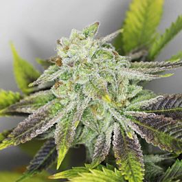 Gage Green Seeds Grape Stomper Regular