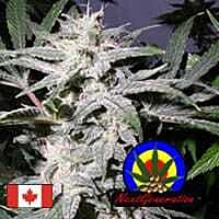Next Generation Grapeskunk Regular