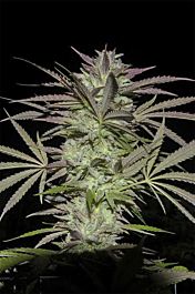 Digital Genetics Grape Snow Train Regular