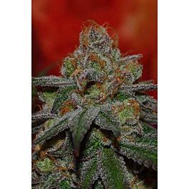 TGA SubCool Genetics Grape Lime Ricky Regular