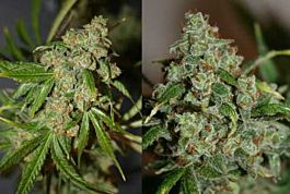Connoisseur Genetics Seedbank Grateful Casey Feminised