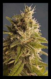HOTGG Seeds GG #1 Feminized