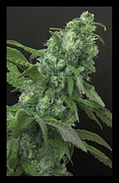 HOTGG Seeds Digweed Regular