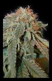 HOTGG Seeds Haoma Feminized