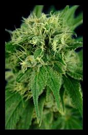 HOTGG Seeds Jack Herer Feminized