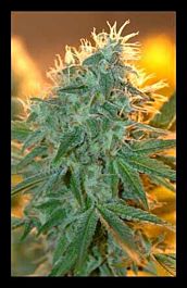 HOTGG Seeds Jean Guy Feminized