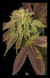 HOTGG Seeds René Feminized
