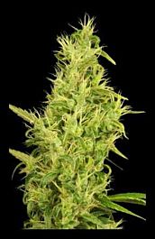 HOTGG Seeds Sunshine Feminized