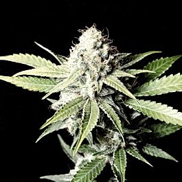 Lowlife Seeds Automatic Great White Shark Regular