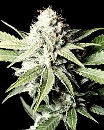 Green House Company Great White Shark Feminised Seeds 