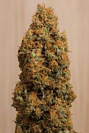Humboldt Seeds Green Crack CBD Feminized